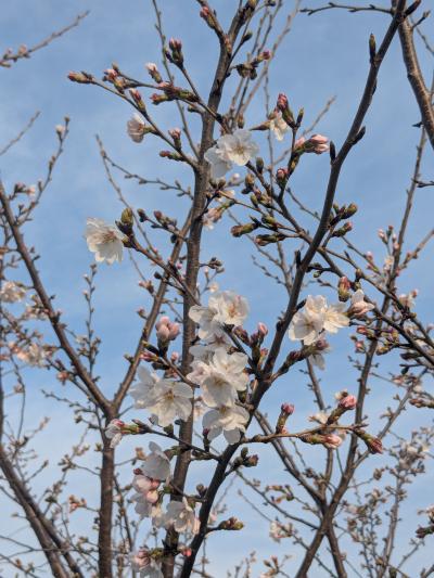 ジャッキー (45) 東京 萬天堂 / 出張性感マッサージ