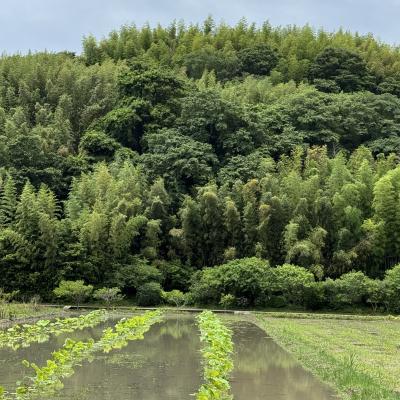 自然豊かなところへ行ってきました！ 猛司 (49) 愛知県（出張性感マッサージ