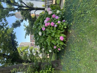 竜胆 (49) 東京 萬天堂 / 出張性感マッサージ