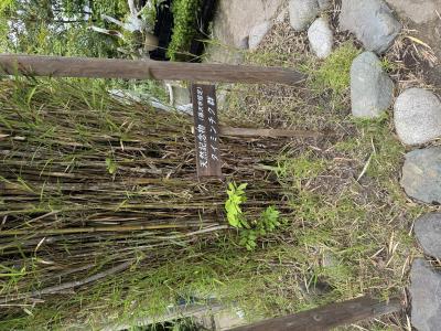 浅井 (48) 横浜 萬天堂 / 出張性感マッサージ