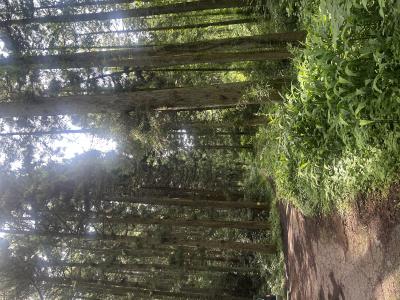 竜胆 (49) 東京 萬天堂 / 出張性感マッサージ