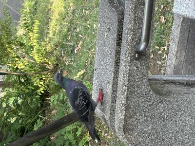 竜胆 (49) 東京 萬天堂 / 出張性感マッサージ