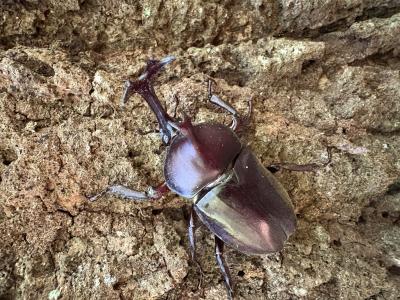 カブトムシ＆クワガタムシ R (60) 滋賀県（出張性感マッサージ