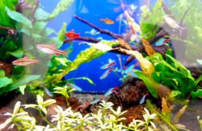 アクアリウム🐠 かおる (37) 広島県（出張性感マッサージ
