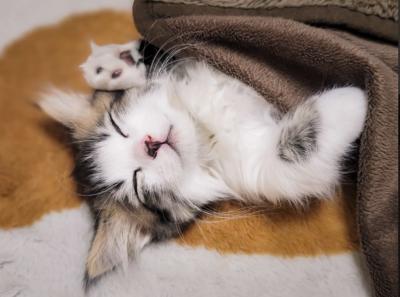 癒しの天才に、今日も学びました🐱💤 優理 (53) 埼玉県（出張性感マッサージ