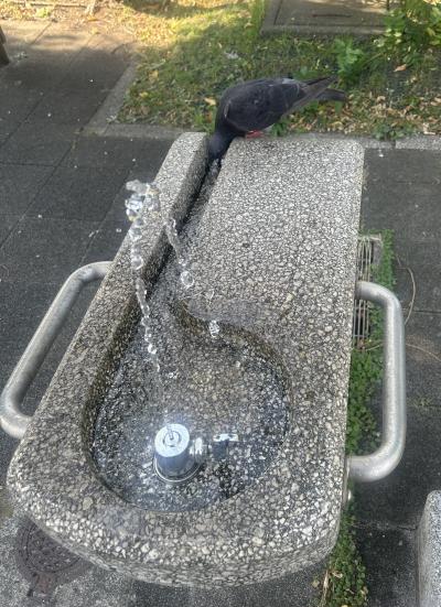 竜胆 (49) 東京 萬天堂 / 出張性感マッサージ