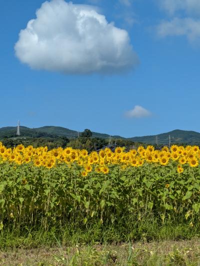 暑い日々 安堂 (48) 熊本県（出張性感マッサージ