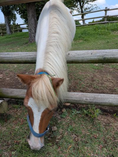 癒されました🐴 安堂 (48) 熊本県（出張性感マッサージ