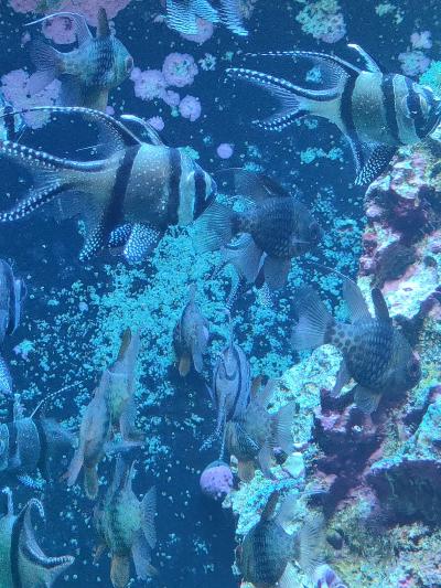 心はイケメンなはず 駿 (42) 埼玉県（出張性感マッサージ