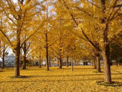 秋の気配🍂 かおる (37) 広島県（出張性感マッサージ