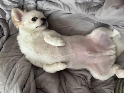 雅 (26) 千葉 萬天堂 / 出張性感マッサージ