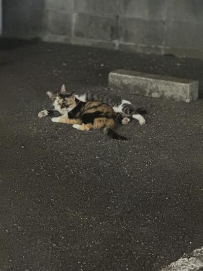 無題 ゆう丸 (36) 愛知県（出張性感マッサージ