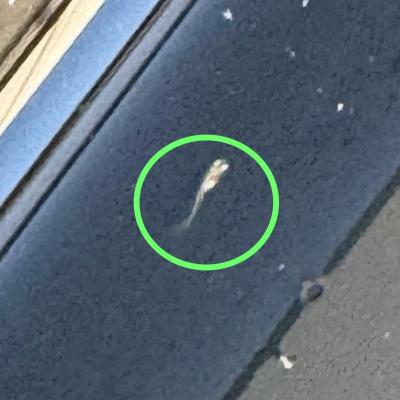 🐟メダカの赤さんが産まれました🥚 猛司 (49) 愛知県（出張性感マッサージ