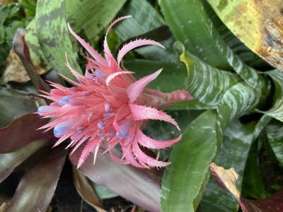 BOTANICA MUSEUM🪴 然 (41) 千葉県（出張性感マッサージ