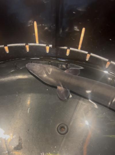 亜呂 (49) 水戸 萬天堂 / 出張性感マッサージ