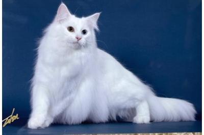 竜胆 (49) 東京 萬天堂 / 出張性感マッサージ