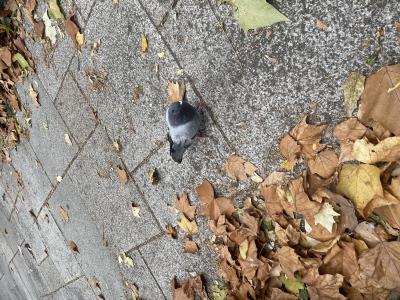 お休み🙇 ミツバ (23) 北海道（出張性感マッサージ