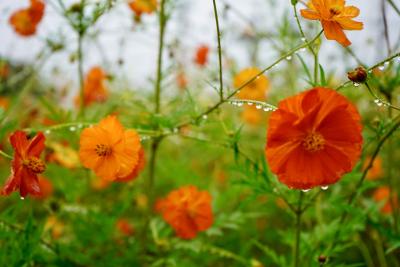 季節の変わり目🍁 さとる (29) 富山県（出張性感マッサージ