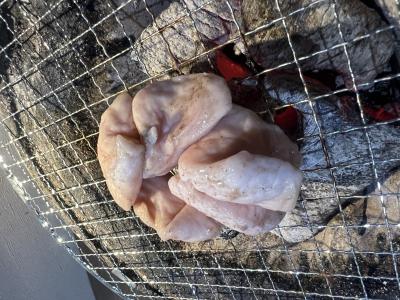 カンジ (51) 福井 萬天堂 / 出張性感マッサージ