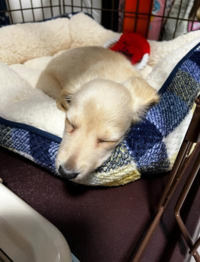 風羽 (34) 京都 萬天堂 / 出張性感マッサージ