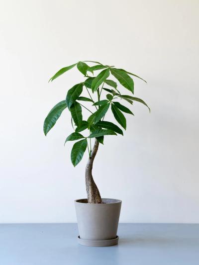 ふじ (33) 東京 萬天堂 / 出張性感マッサージ