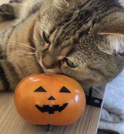 無題 MIYABI (40) 長野県（出張性感マッサージ